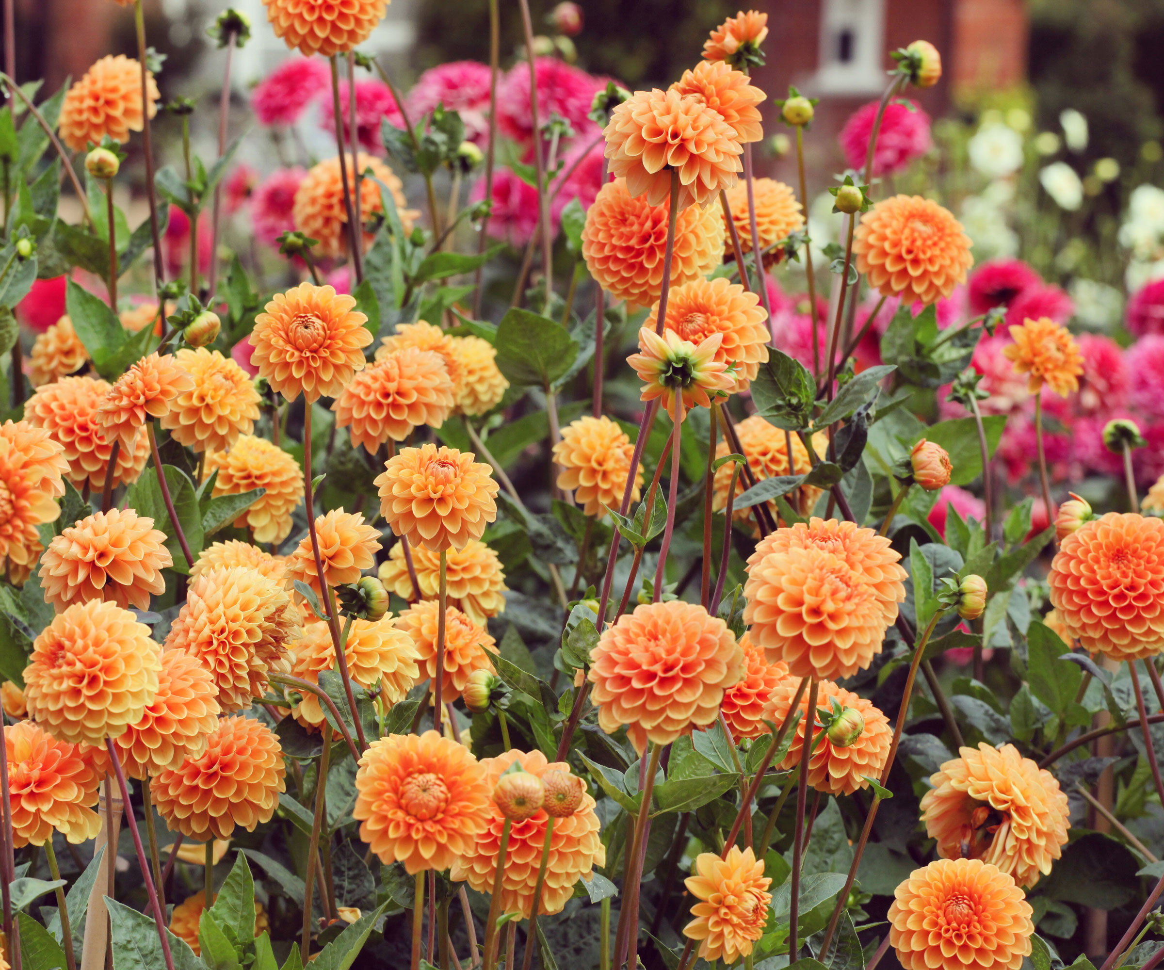 orange pompon ball dahlias in garden