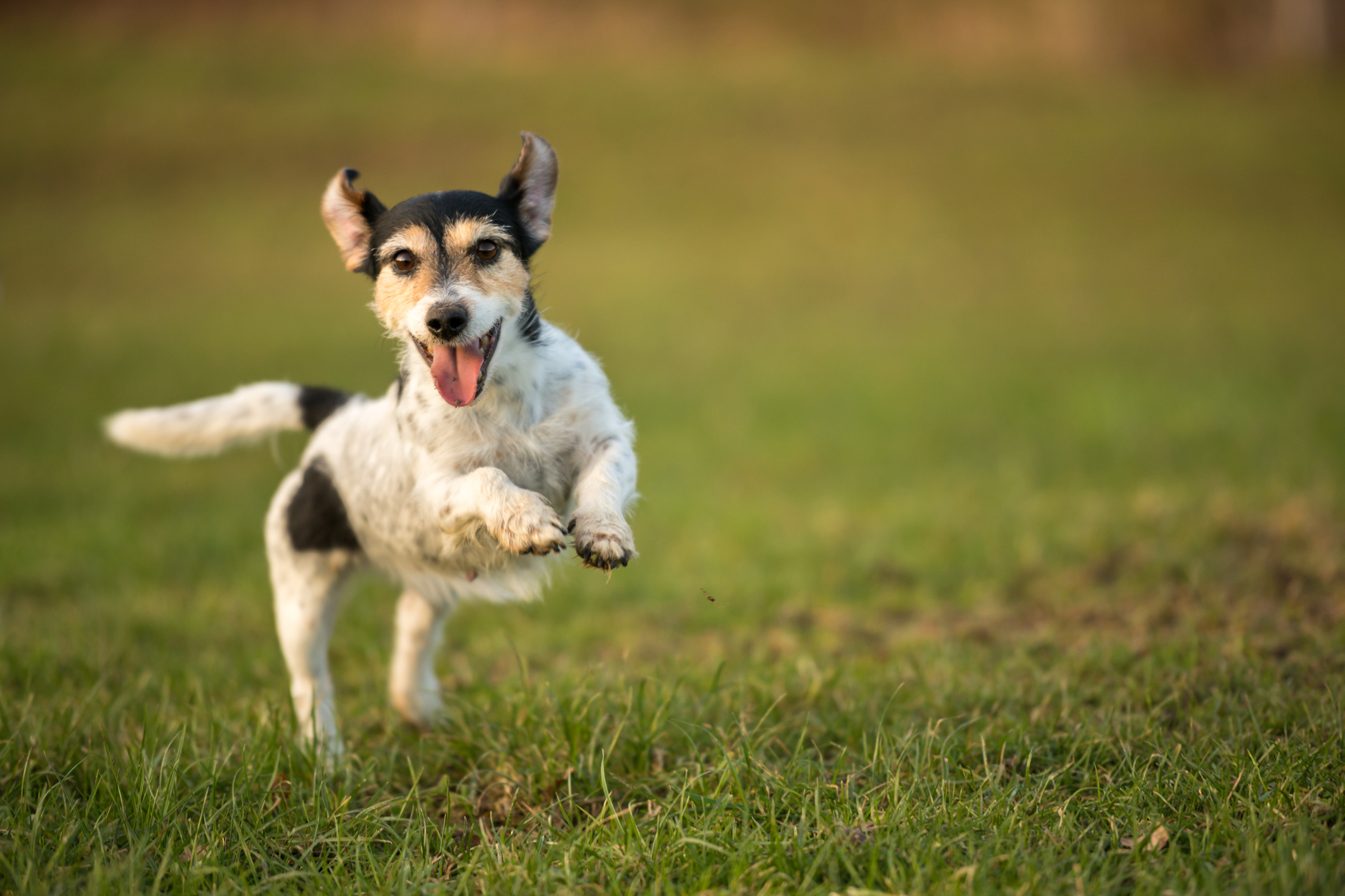 Dog.