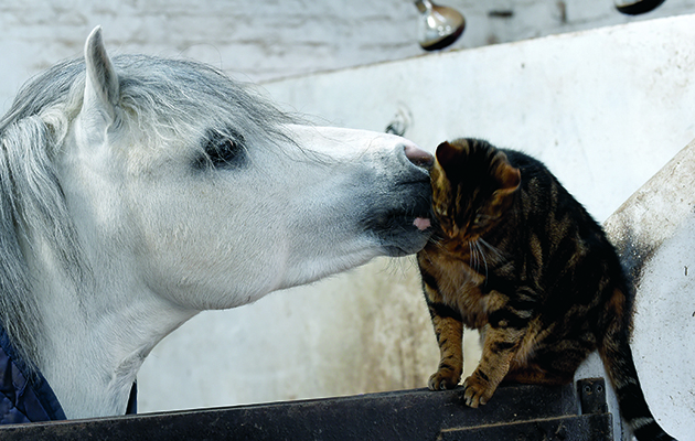 horse-cat.jpg