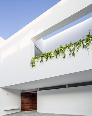 White building with green climber plants