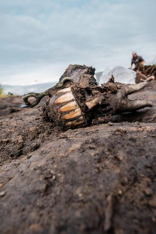 Photo of the lower jaw bone of a horse in the mud, with a brass bit still attached.