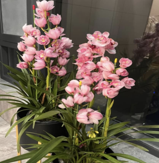flowering cymbidium orchid