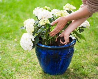 Person planting a white flowering hydrangea into a blue pot