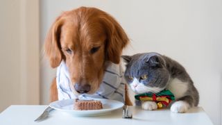 Can cats eat dog food? Dog and cat sitting at table about to eat