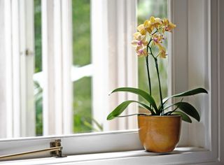 An orchid by an open window
