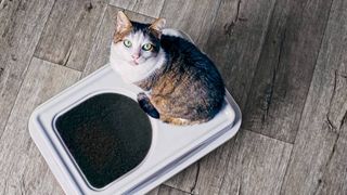 Cat sitting on top of litter box looking up at the camera