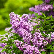 Closeup of lilac blooms