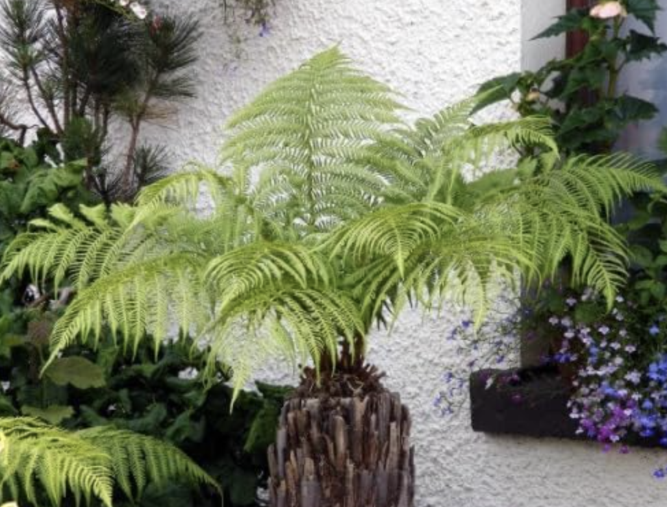 3 best plants to grow under palm trees for a lush backyard Livingetc