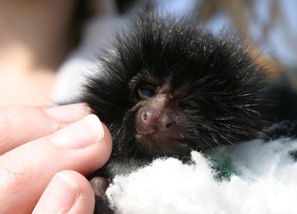 Monkey with a tough future? Only about 3 percent of the black lion tamarin's native habitat remains in Brazil.