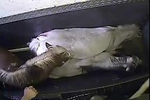 Red Lion abattoir