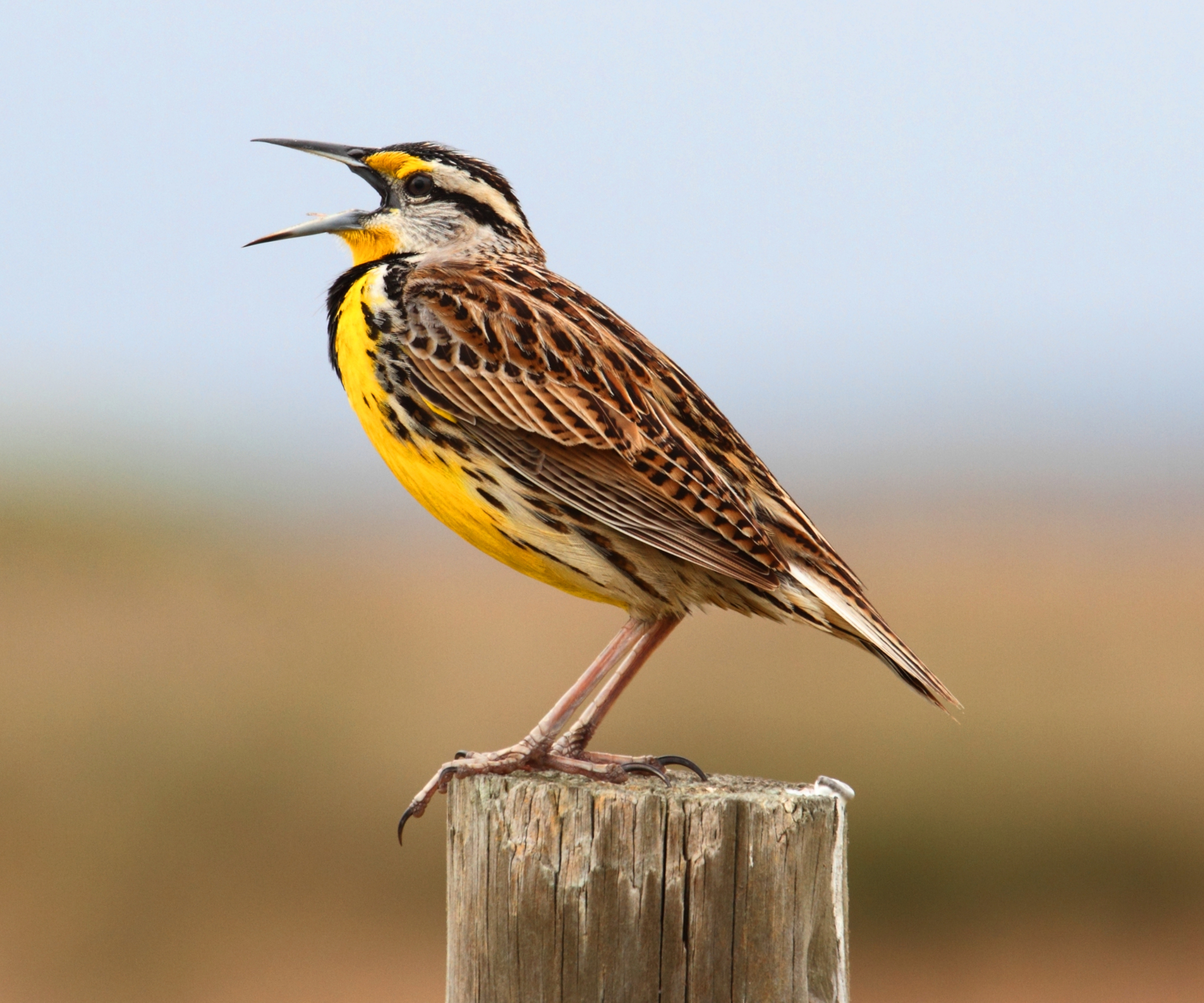 The state birds of the USA