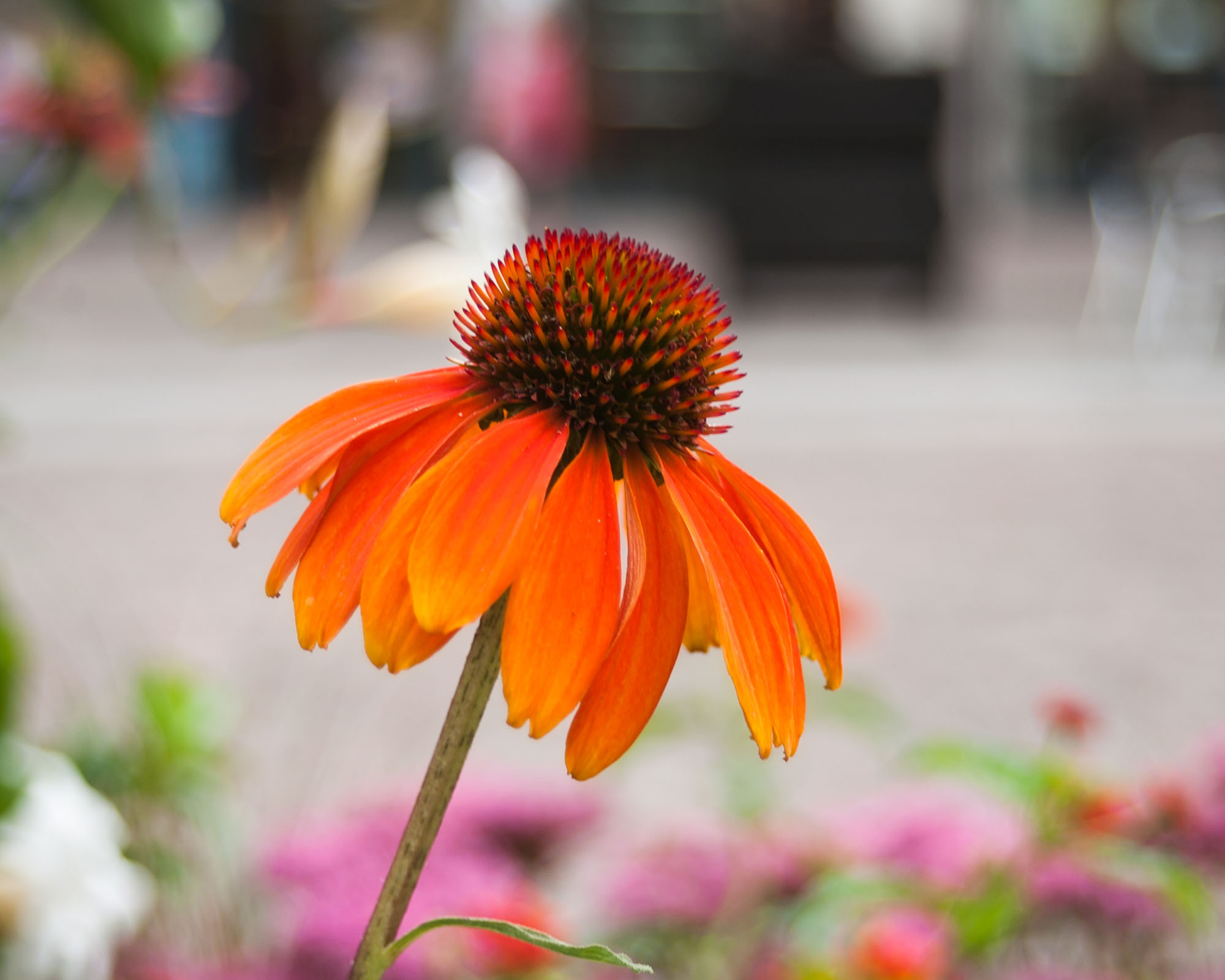 orange echinacea Cheyenne spirit in urban park