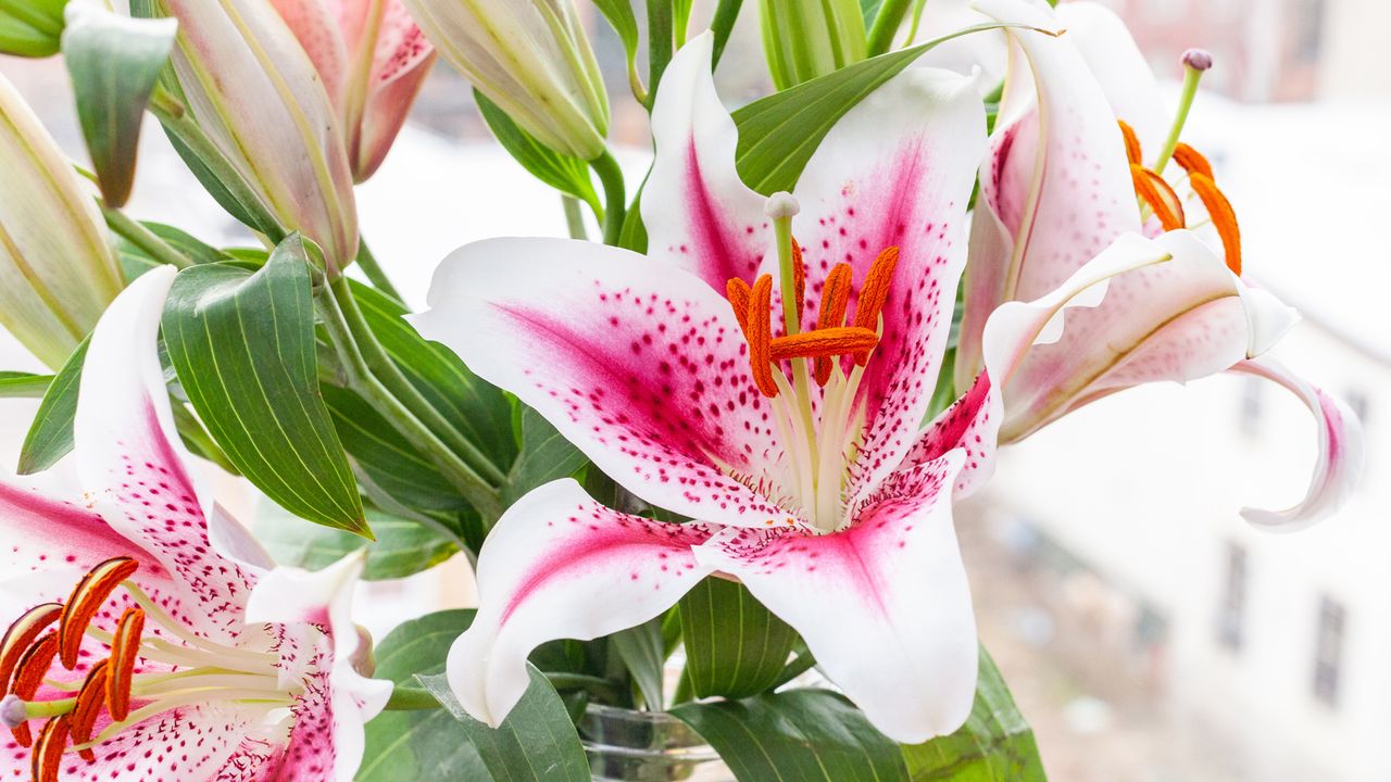 Valentine's Day flower delivery