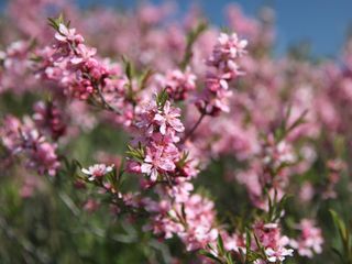 dwarf pink flowering almond bush