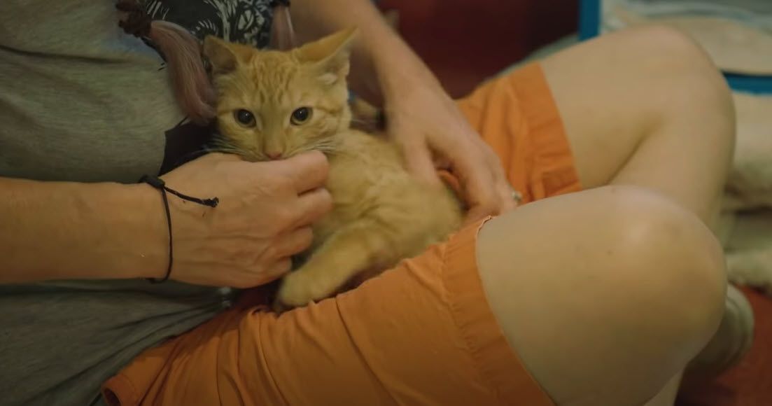 Kitten being acclimatized to human contact at the Kitty Bungalow Charm School for Wayward Pets 