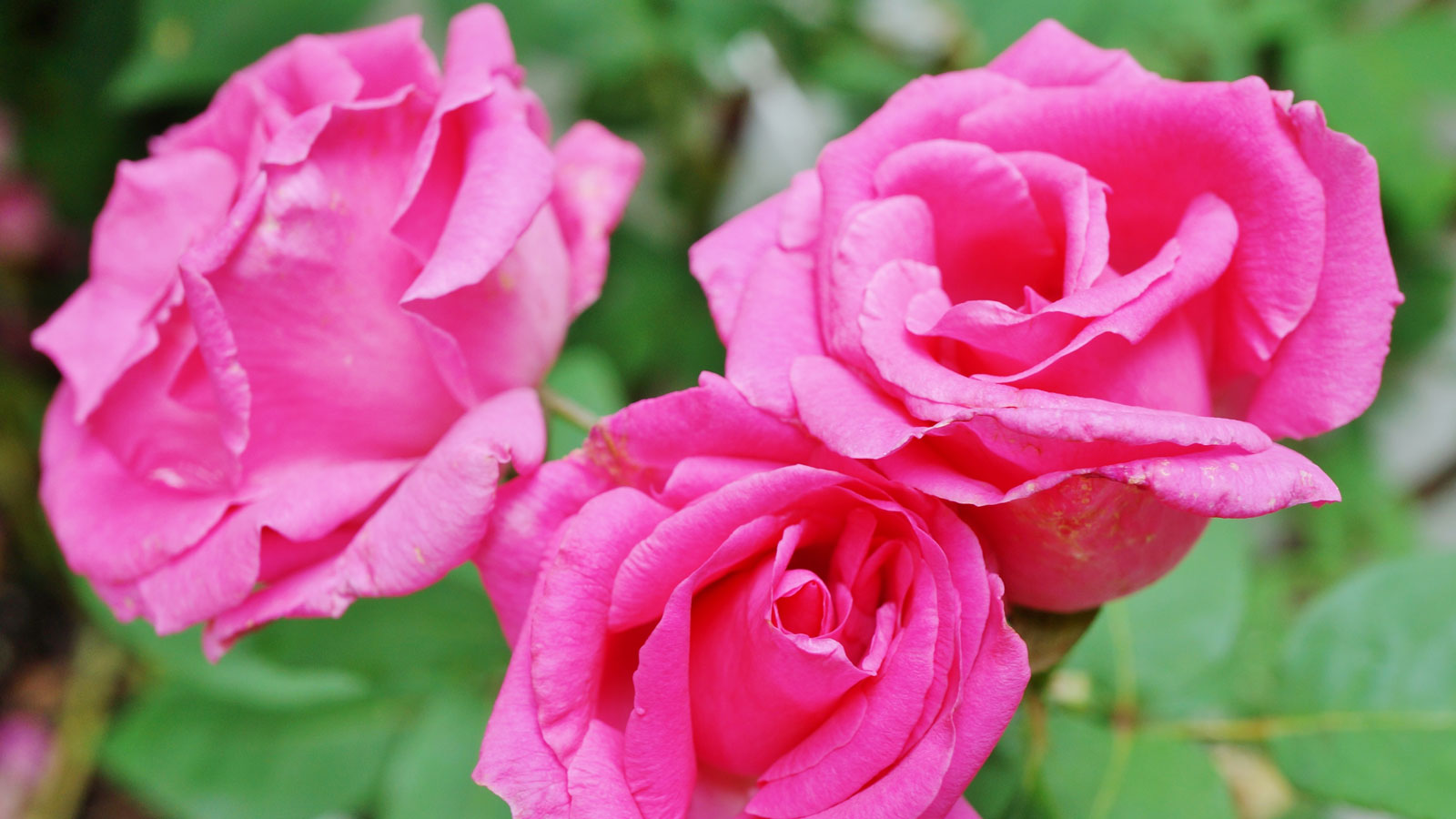 climbing rose Zephirine Drouhin in bloom