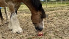 Hovis eating an ice lolly