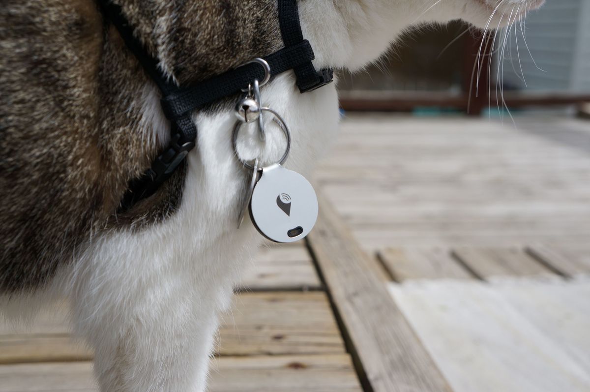 Trackr dog clearance