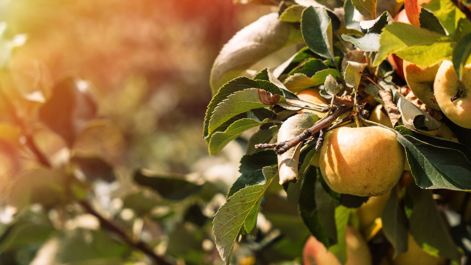 Apple tree with ripe apples on branches with sunlight - stock photo