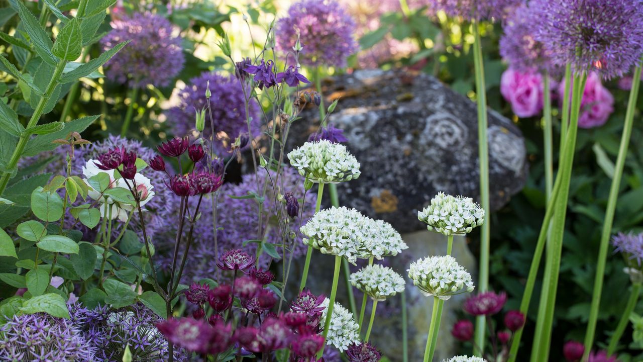 Purple and white alliums growing in garden