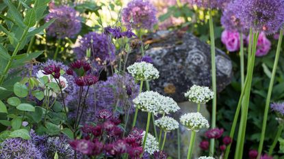 Purple and white alliums growing in garden