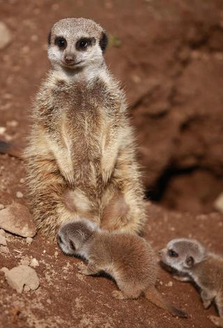 Mum Fraggle, pictured with her new additions to the meerkat mob at Belfast Zoo!