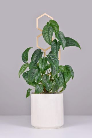 close up of Monstera siltepecana plant in a white pot