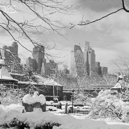 Branch, Winter, Neighbourhood, Freezing, Monochrome, Monochrome photography, Tower block, Snow, Skyscraper, Black-and-white, 