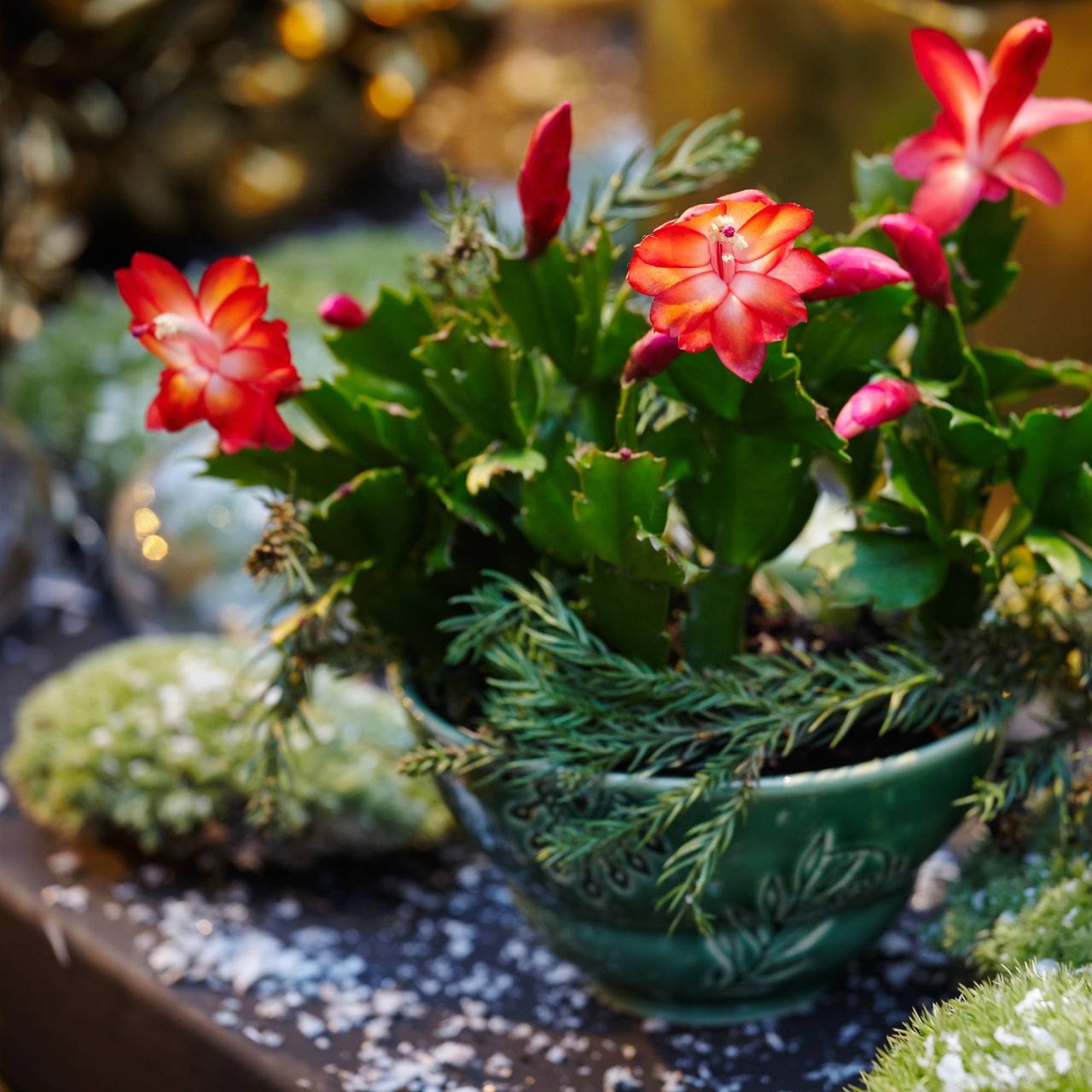 Christmas cactus on holiday table