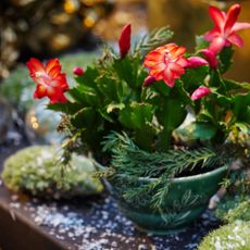 Christmas cactus on holiday table