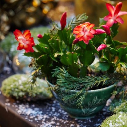 Christmas cactus on holiday table