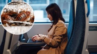 A woman works at her laptop on a train. In the top left ocrner is an inset showing a close up of bed bugs