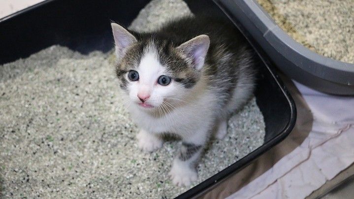 How to help a kitten with diarrhea: Your first steps