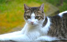 cats