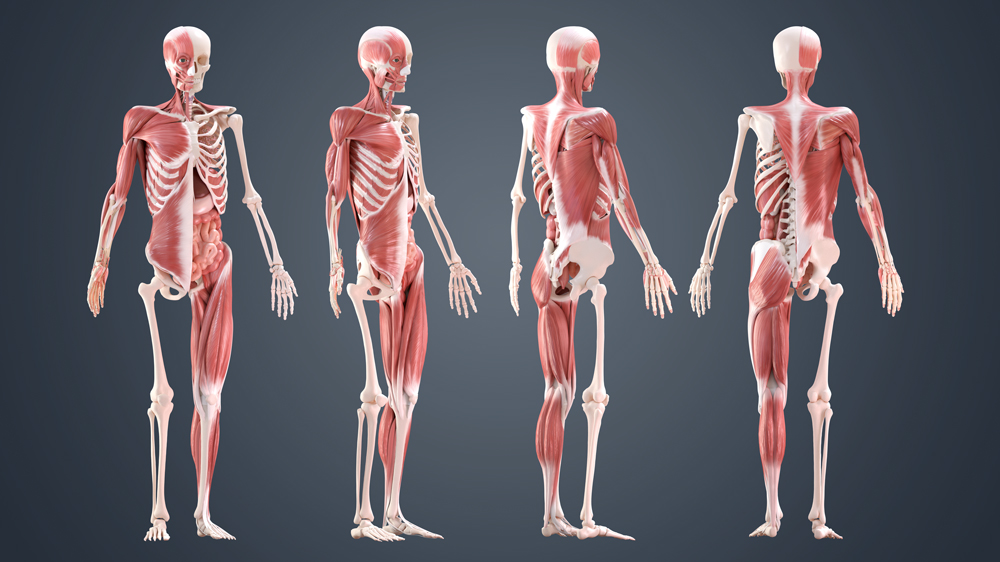 10 ways to improve your human anatomy modelling | Creative Bloq