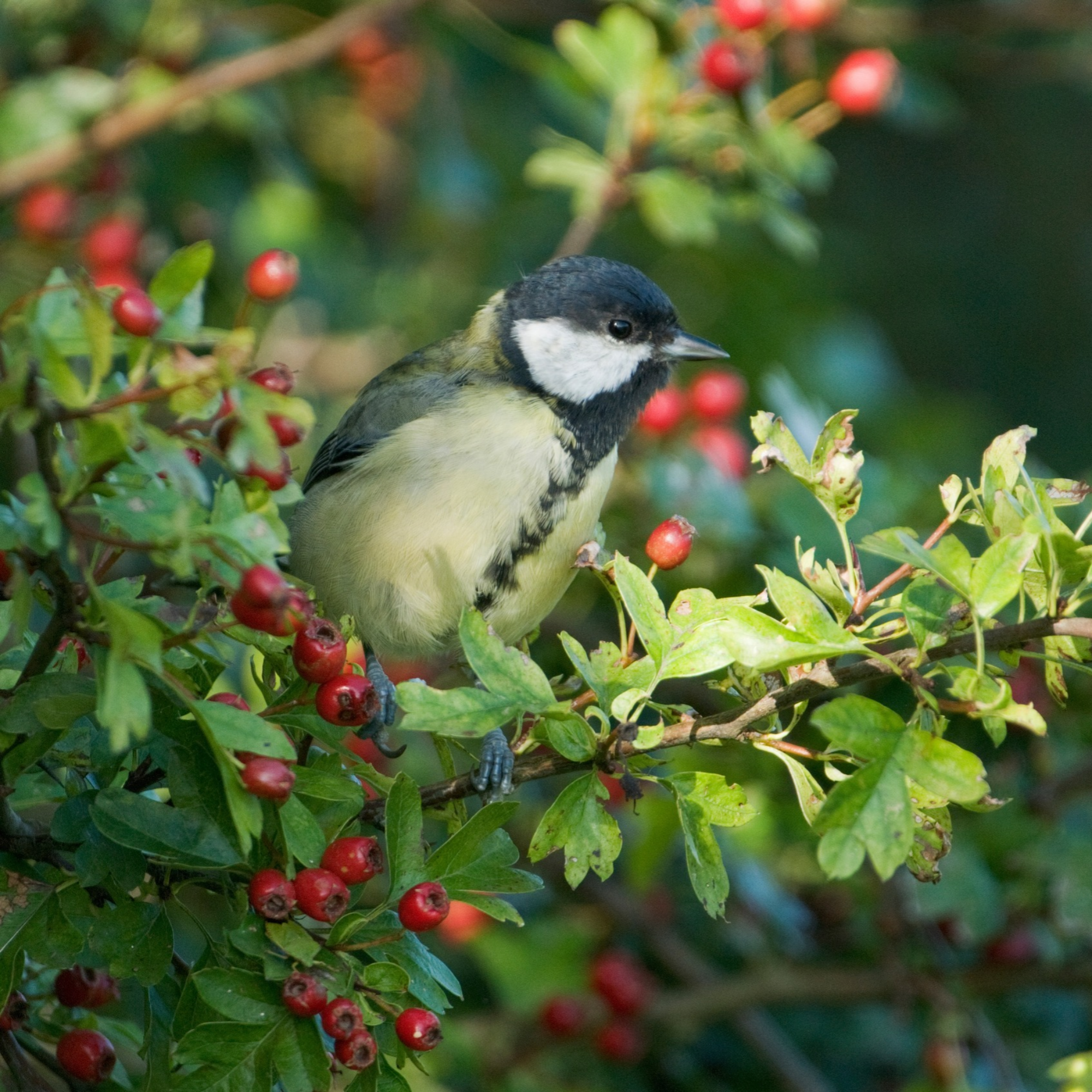 Great tit in hawthorn hedge with red berries.