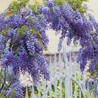 Wisteria growing on a garden arch