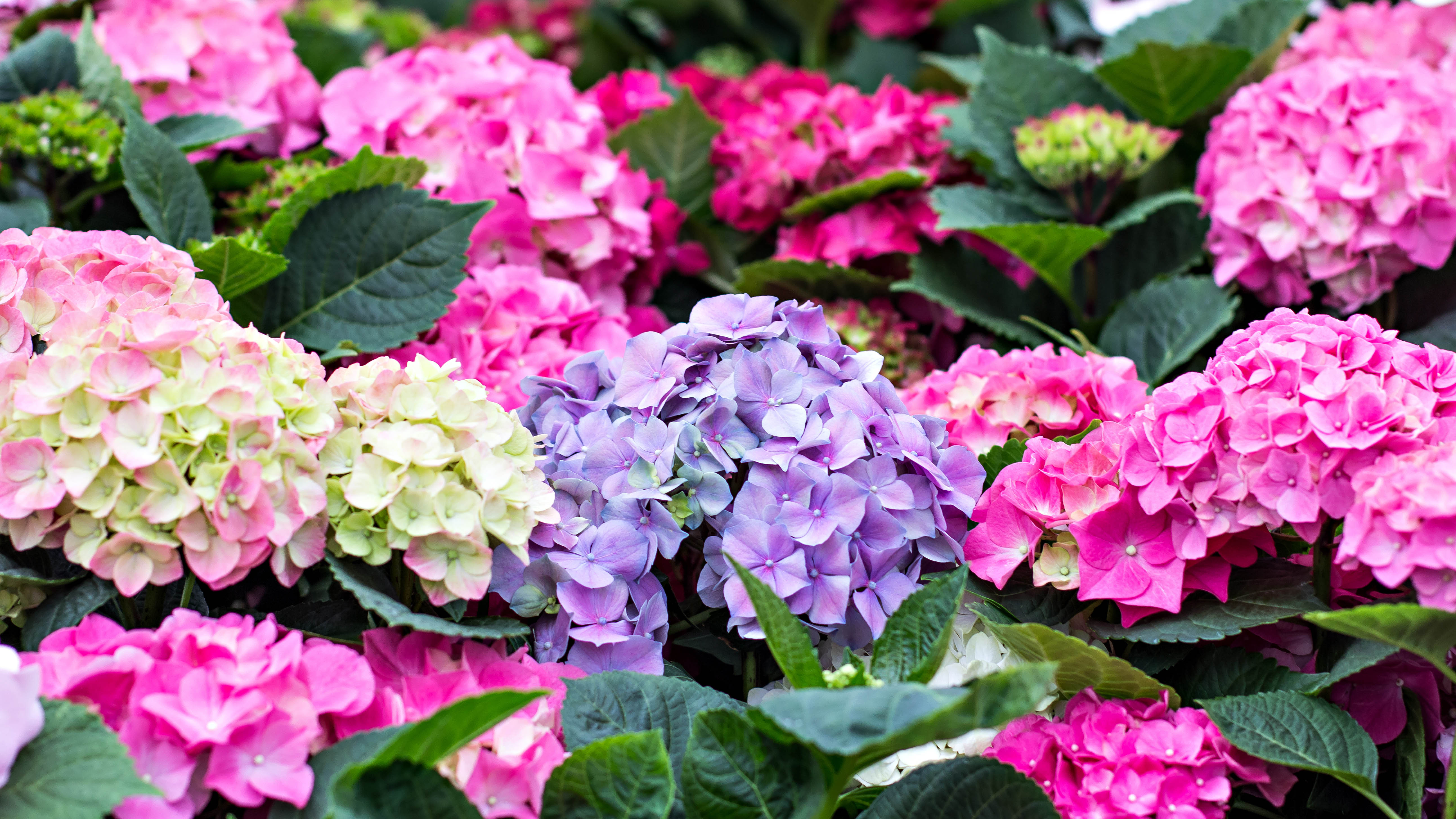 Гортензии с разными цветами цветка, в том числе розовыми, голубыми и белыми