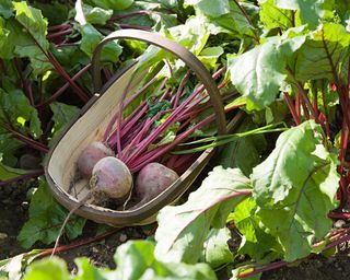 Harvested beets in trug