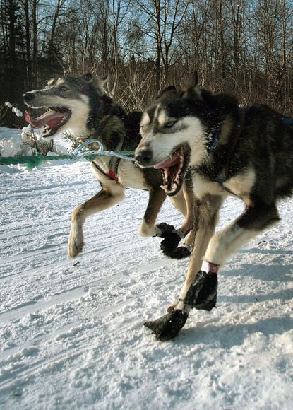 Iditarod sled dogs.