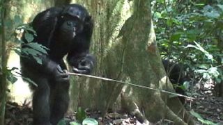 An adult male chimp uses two tools to get a meal of ants. The behavior may be passed down like culture among humans.