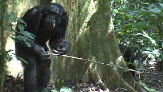 An adult male chimp uses two tools to get a meal of ants. The behavior may be passed down like culture among humans.