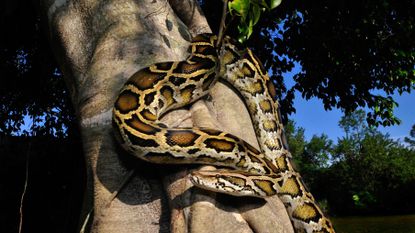 A Burmese python in Florida hangs from a tree branch at dusk.