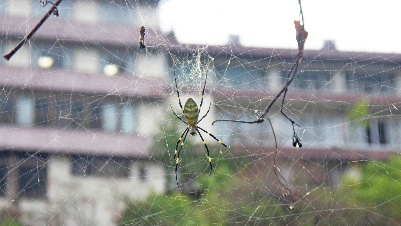 A joro spider in its web in front of a large block of flats