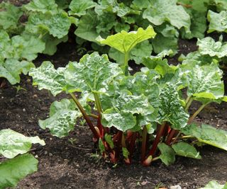 Rhubarb growing in a bed