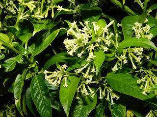 A bush of night-blooming jasmine