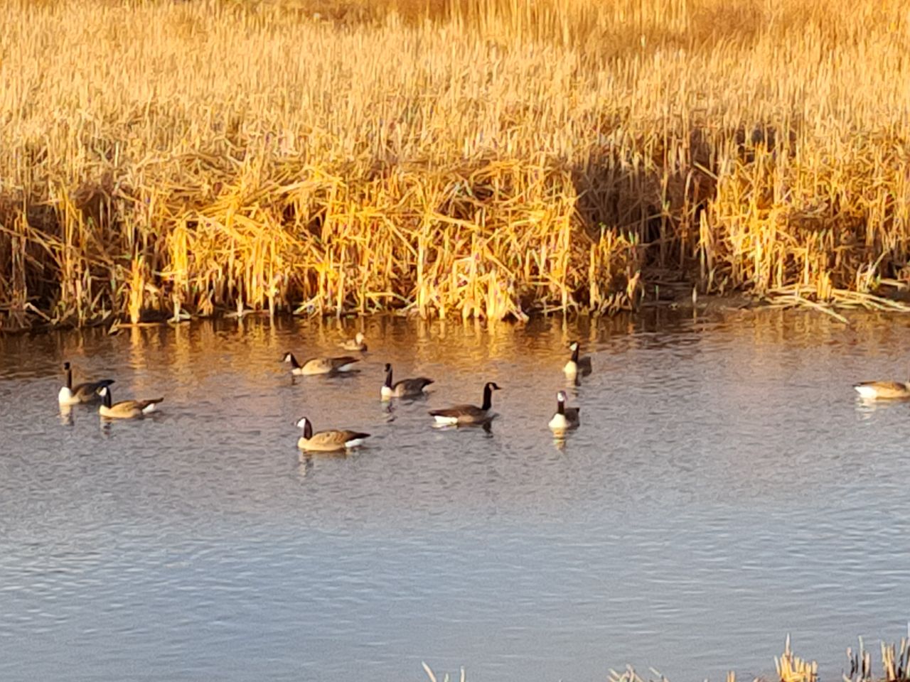 TCL 10 5G UW review camera samples