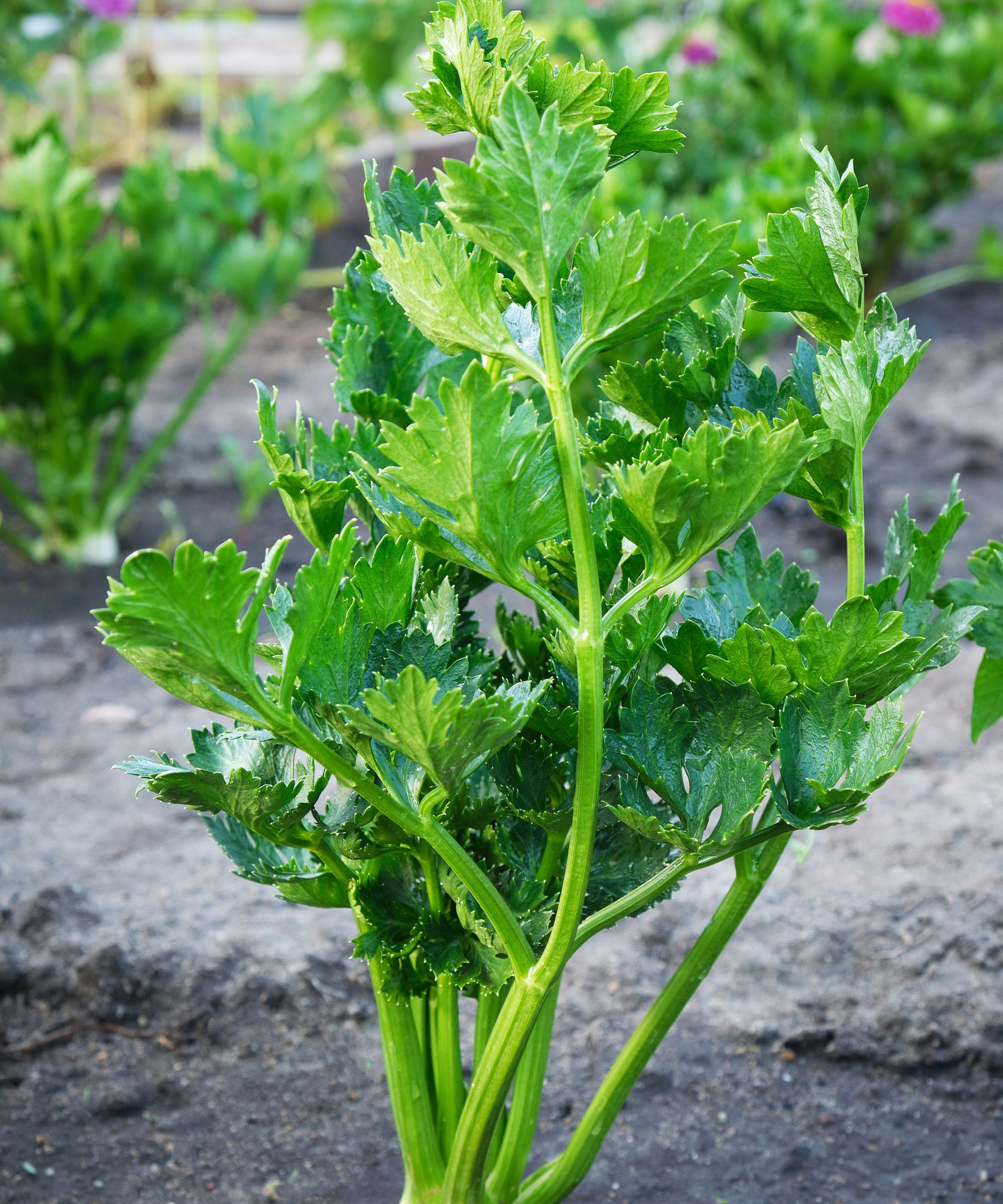 How to grow celery indoors or outside for a bumper crop Homes & Gardens