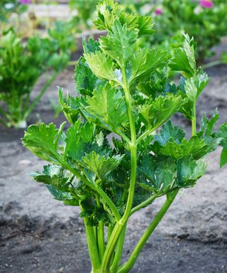 celery growing in a vegetable garden