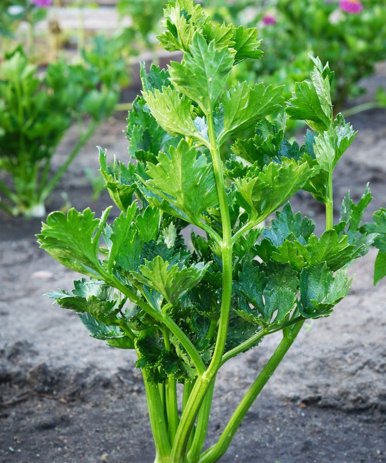 How to grow celery: indoors or outside for a bumper crop | Homes and ...